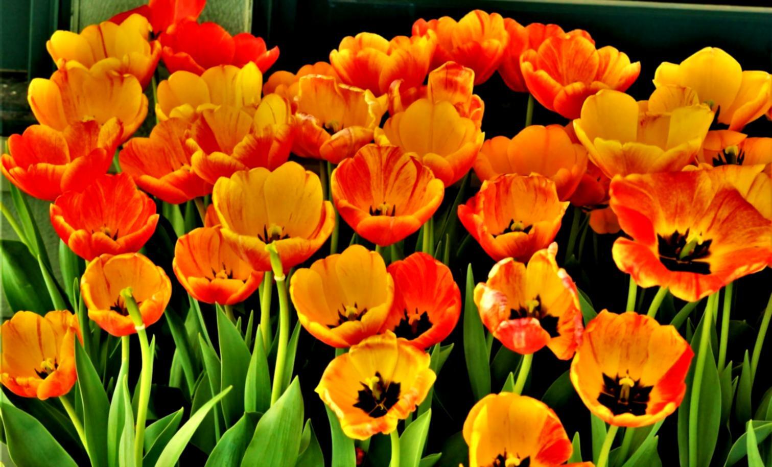 Balance and Proportion in Floral Design: Real Student Questions Answered