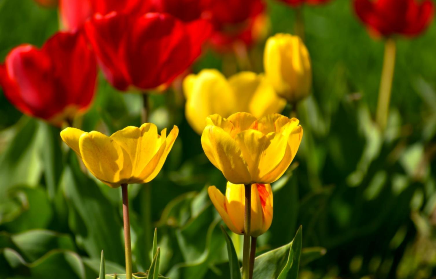 Foundations of floral composition course